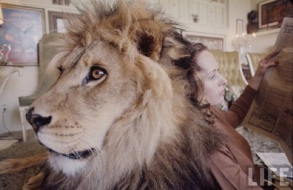 THE JAW DROPPING PHOTOSTORY: Oh, don’t mind our pet Lion