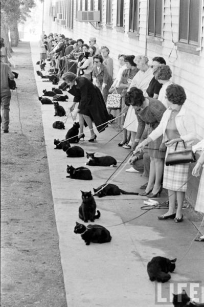 The Day the Black Cats Invaded Hollywood