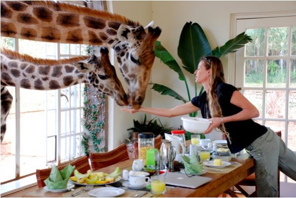 The Luxury Hotel Complete with Live Giraffes.
