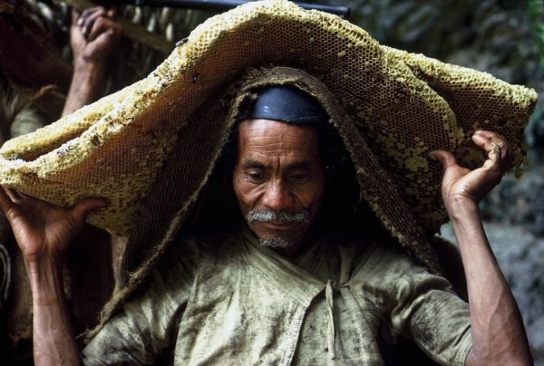 The Honey Hunters of the Himalayas