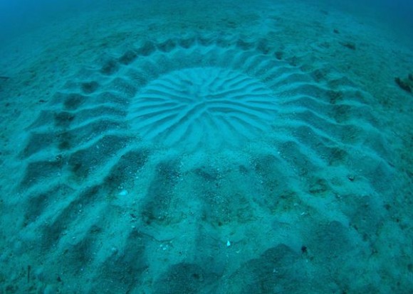 Underwater Crop Circles Discovered