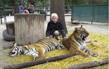 Lions and Tigers and Bears, oh my! The Daredevil Petting Zoo