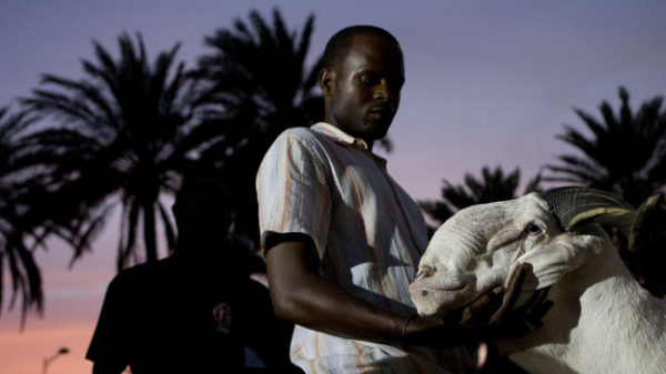 A Guide to Sheep Pageantry in Senegal