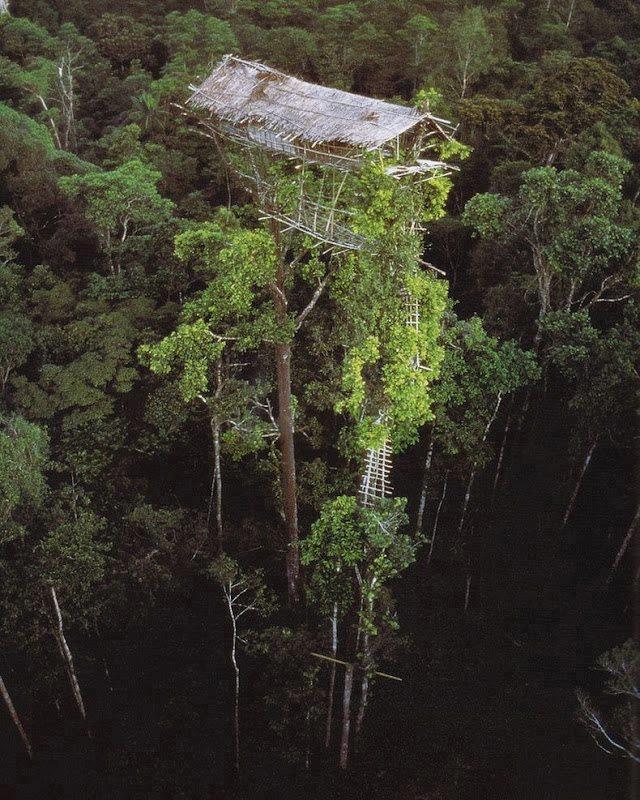 The Lost Treehouse Tribes of the Rainforest
