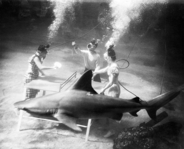 Shark Observes an Underwater Ping Pong Match