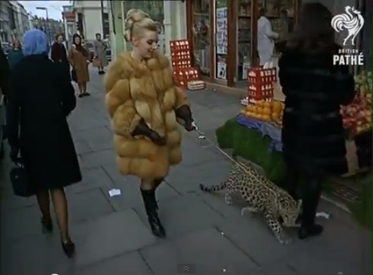 The Neighborhood Leopard of 1960s Kensington, London