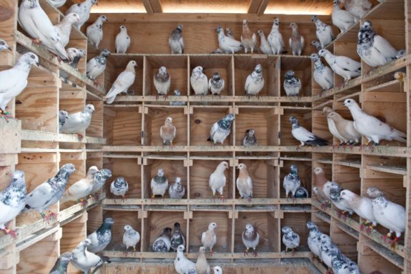 The Rooftop Pigeon Men: A New York Subculture