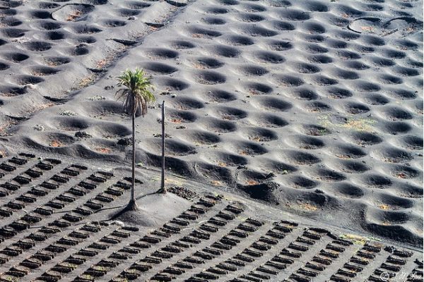 But Have you Drank Wine from a Volcanic Vineyard?