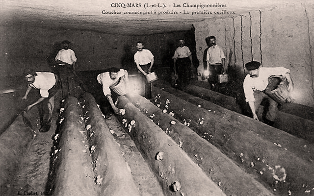 champignierres
