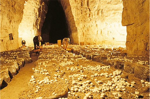 The Last Mushroom Farms of the Paris Catacombs