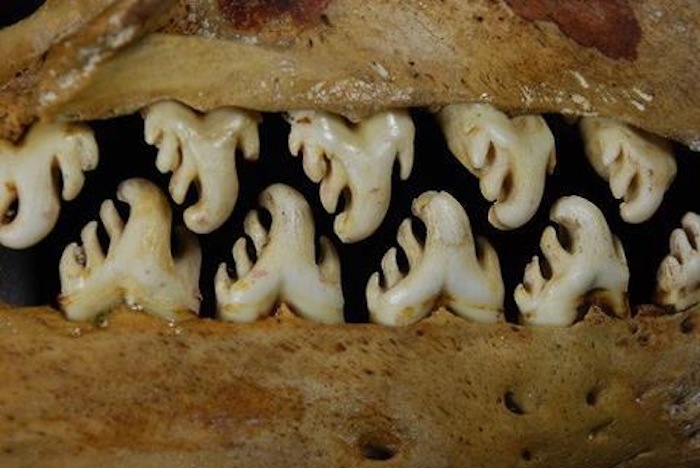 teeth