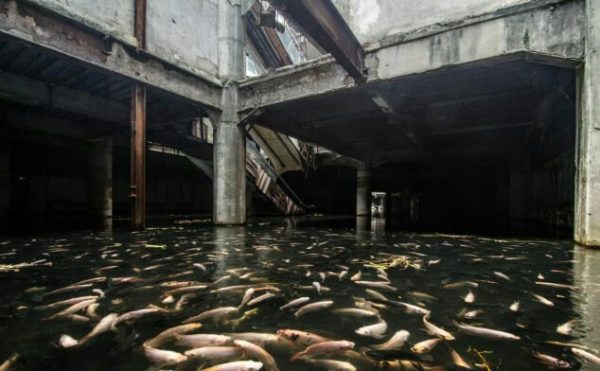 Oh, Just an Abandoned Shopping Mall Turned Giant Fish Pond