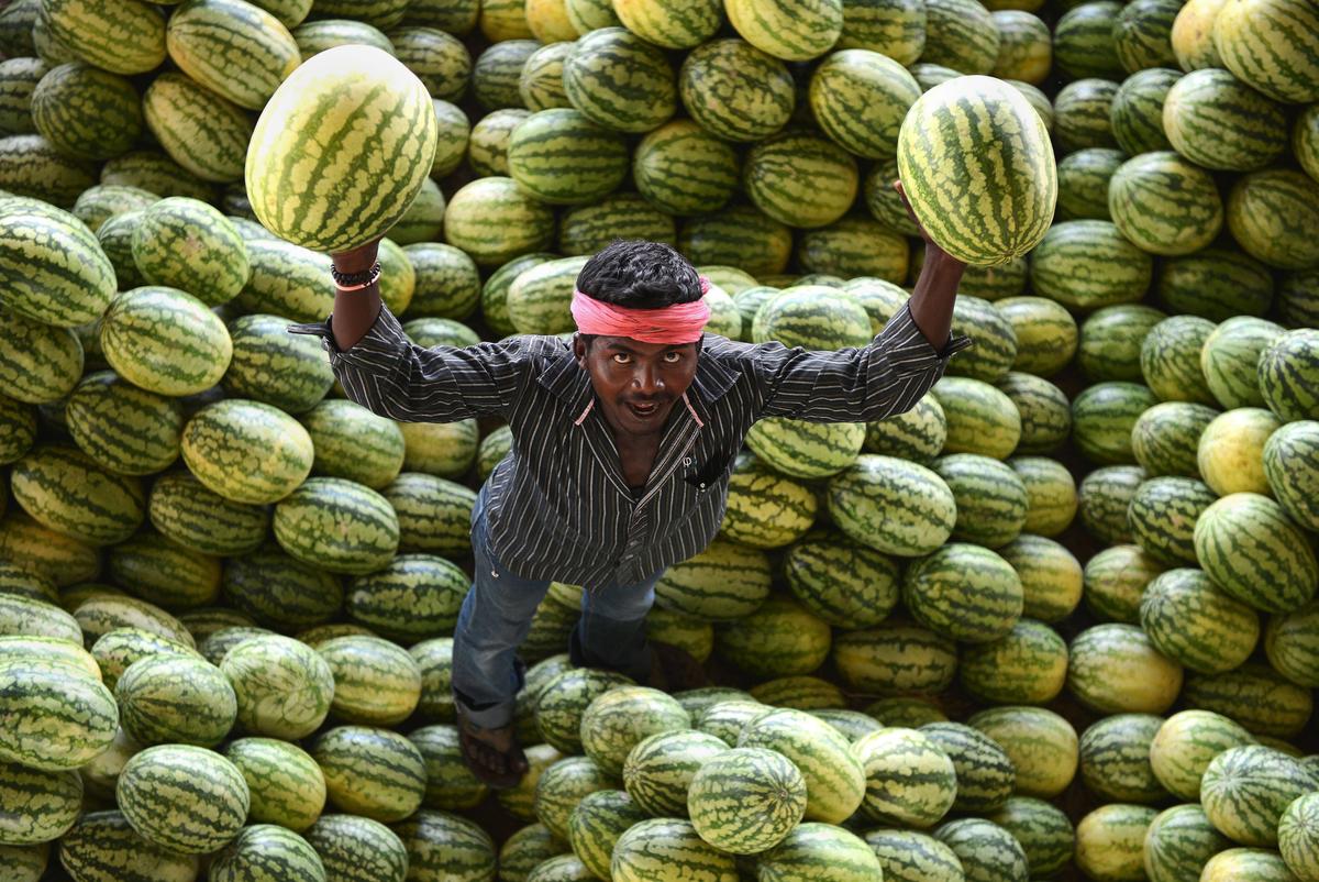 watermelons