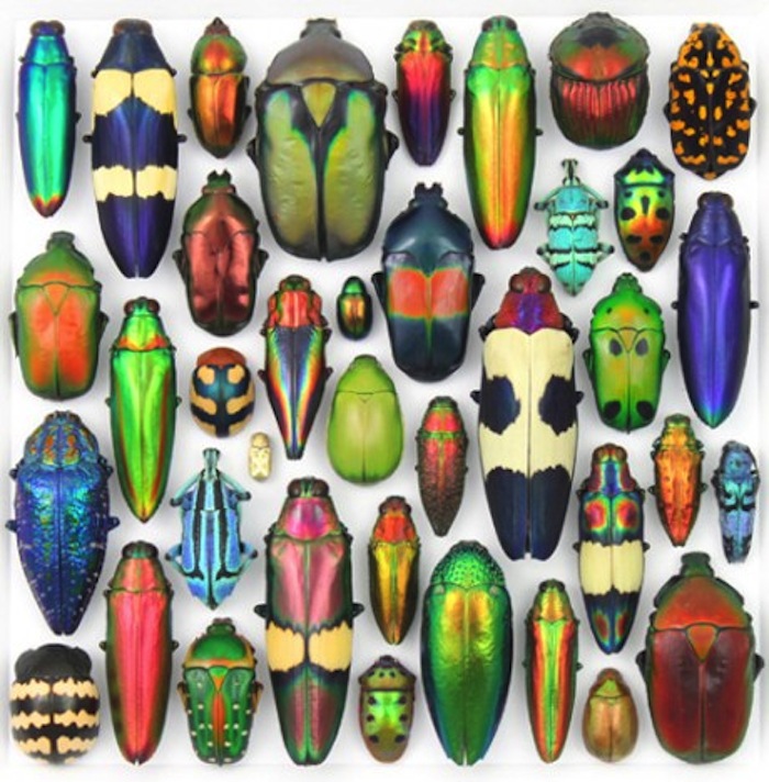 beetles