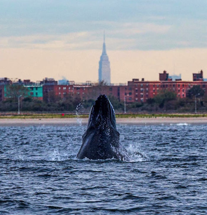 humpbacks