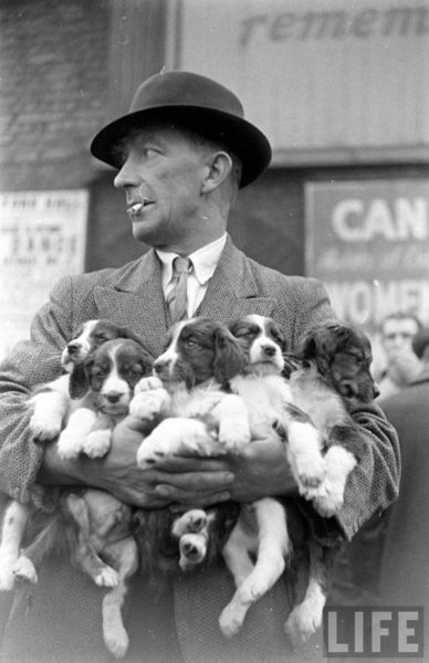 The Shoreditch Live Animal Market, 1946