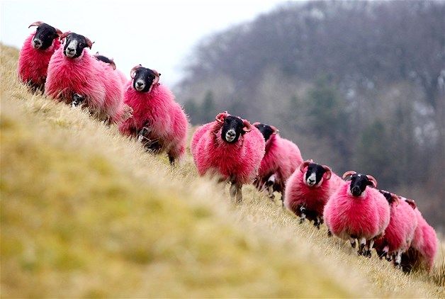 pinksheep