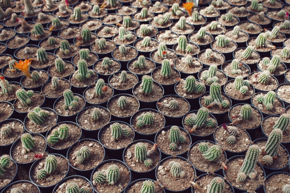 cacti1