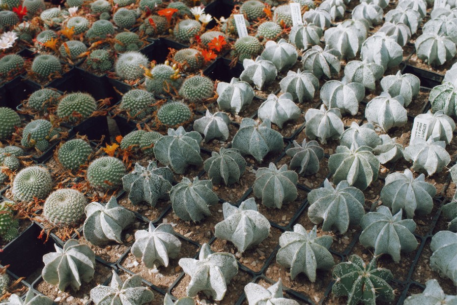 cacti4