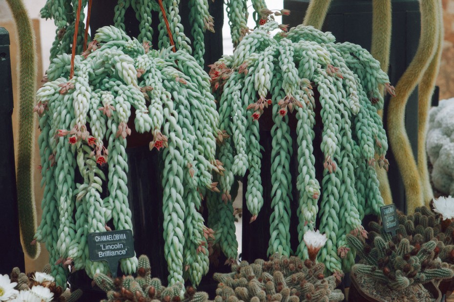 cacti5