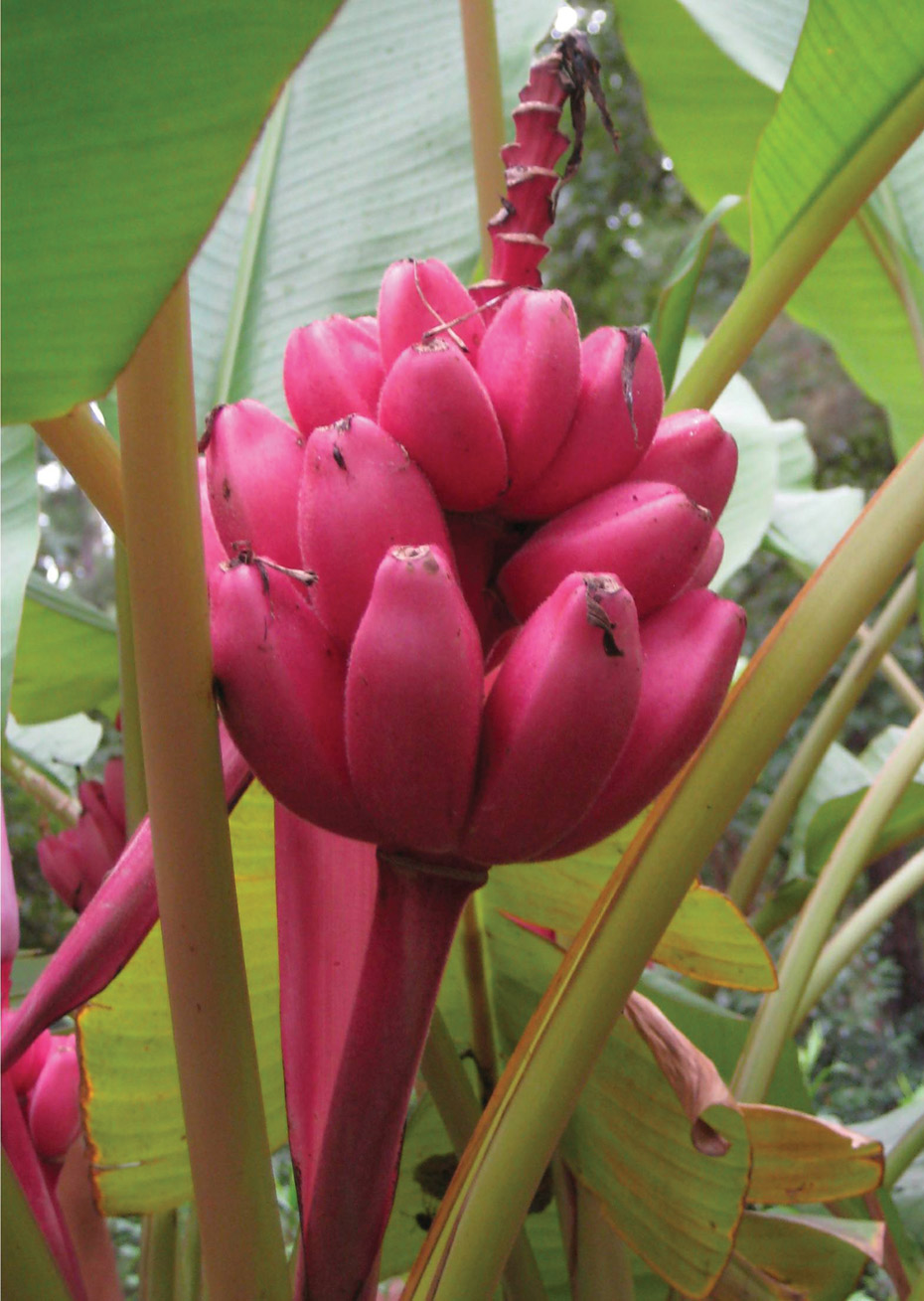 pinkbananas