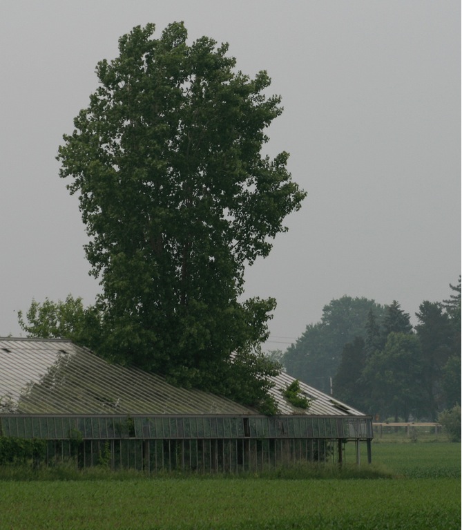 treegreenhouse