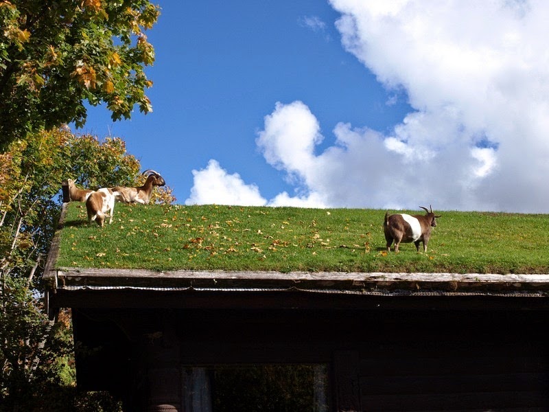 goatsontheroof2