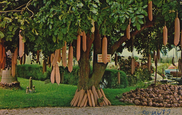 sausagetree