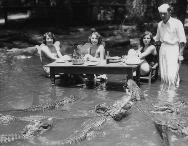 Dining with Alligators