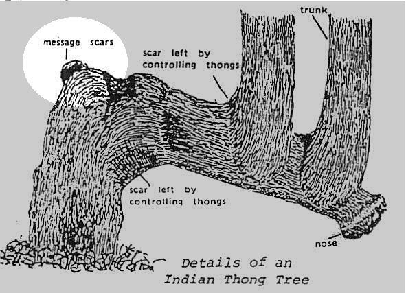 indianthongtree