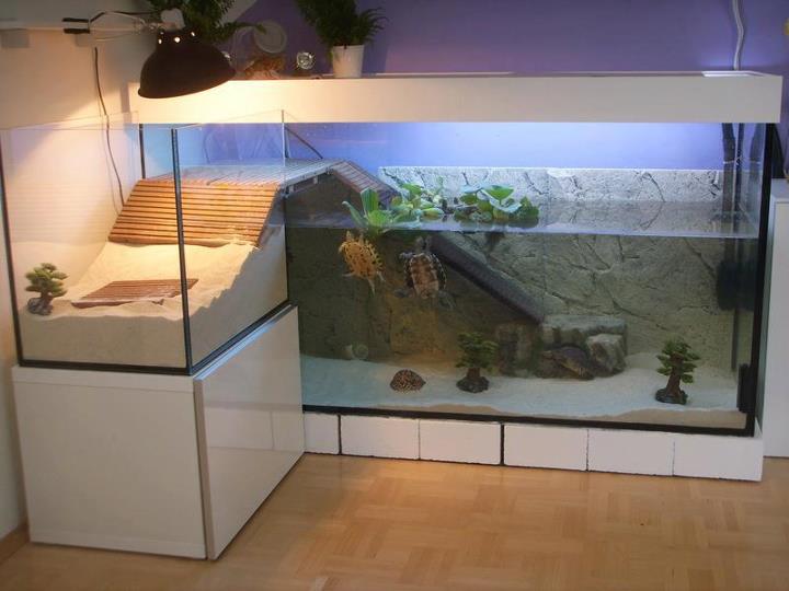 turtleaparment