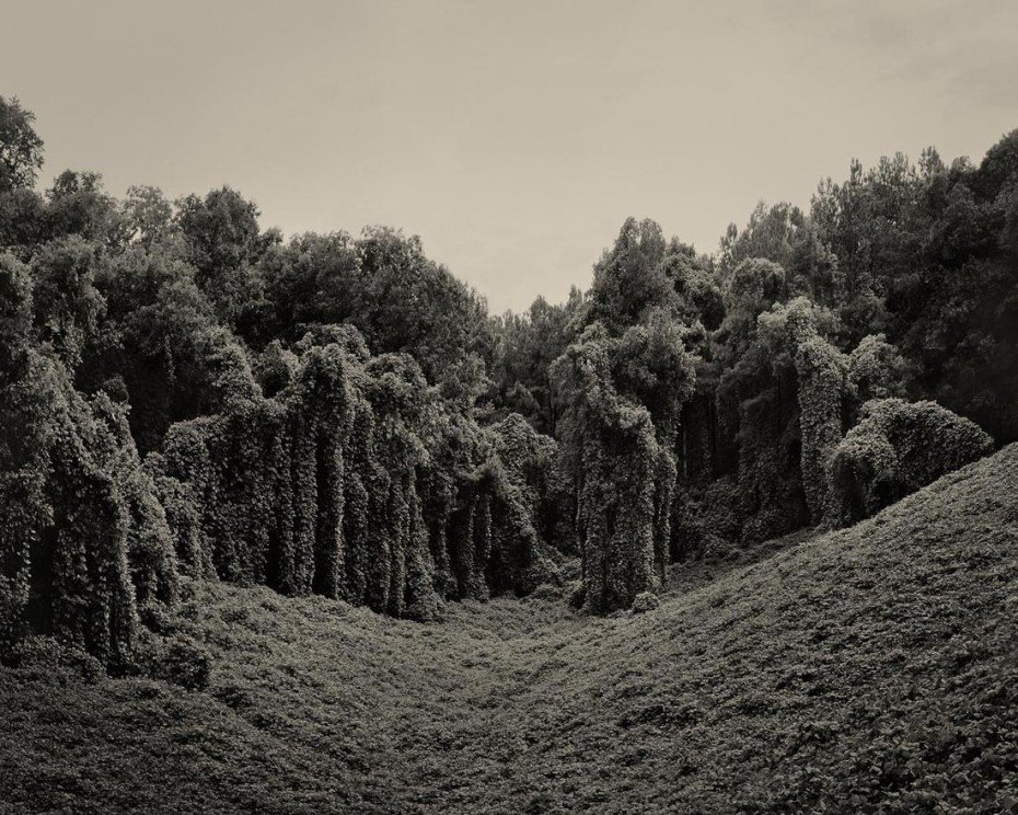 kudzu