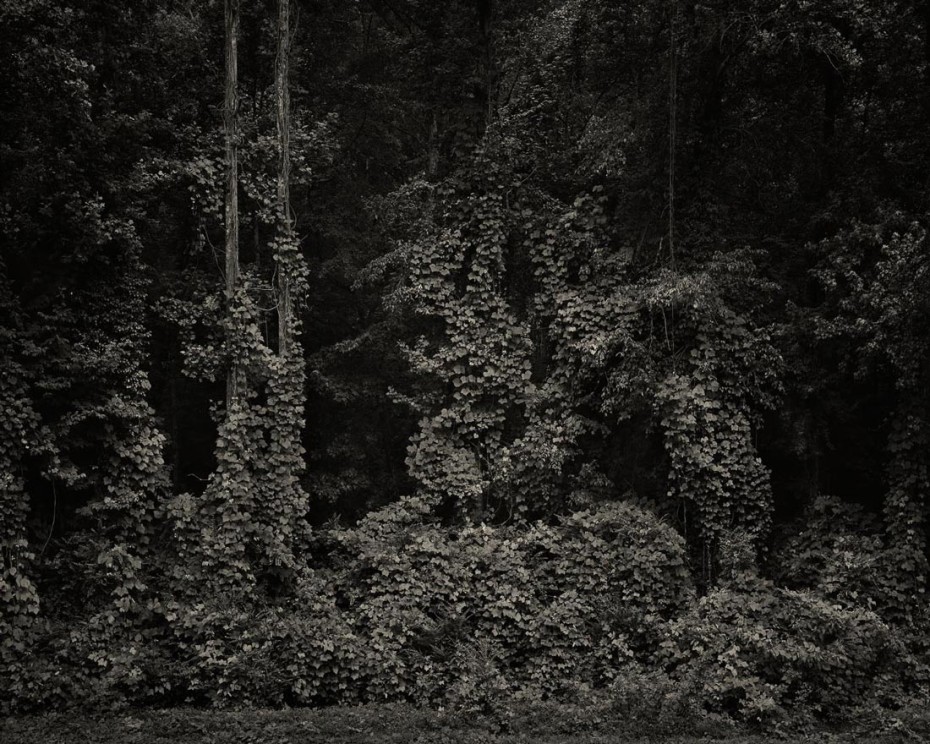 kudzu1