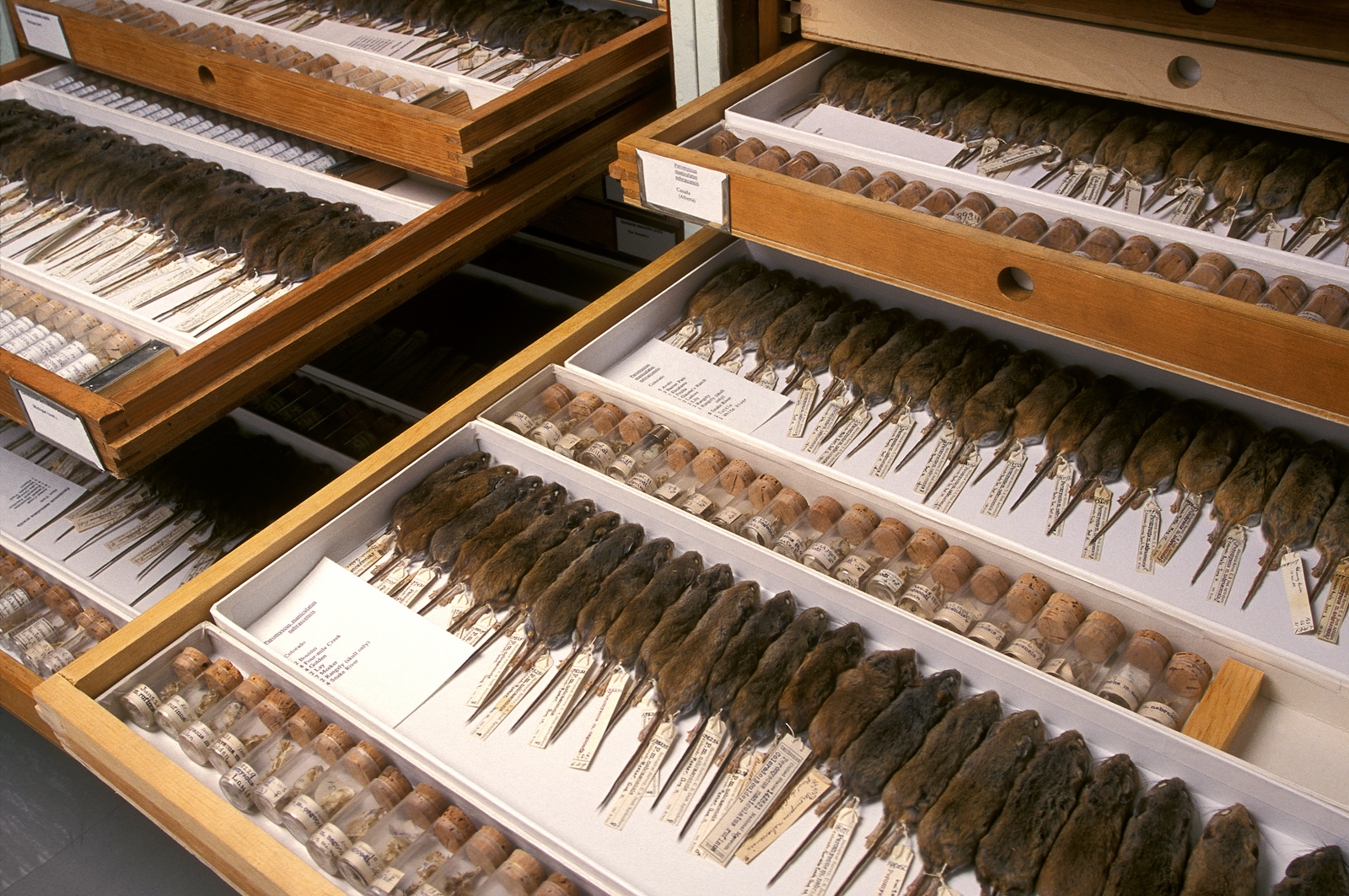 Mouse Collections, National Museum of Natural History