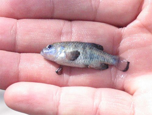 devils-hole-pupfish-500x377