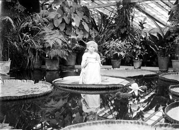 The interior of the Victoria regia greenhouse at Adelaide Botanic Gardens showing a young girl on a leaf of Victoria amazonica