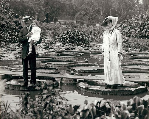 Water lilies in Tower Grove Park, ca. 1900