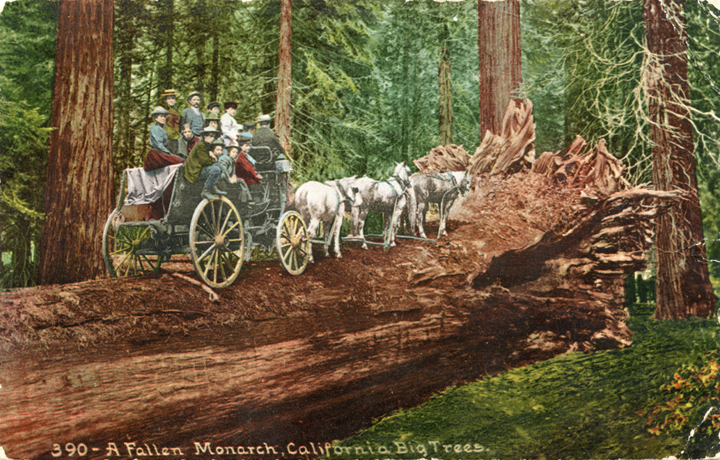 A_Fallen_Monarch_California_Big_Trees_390