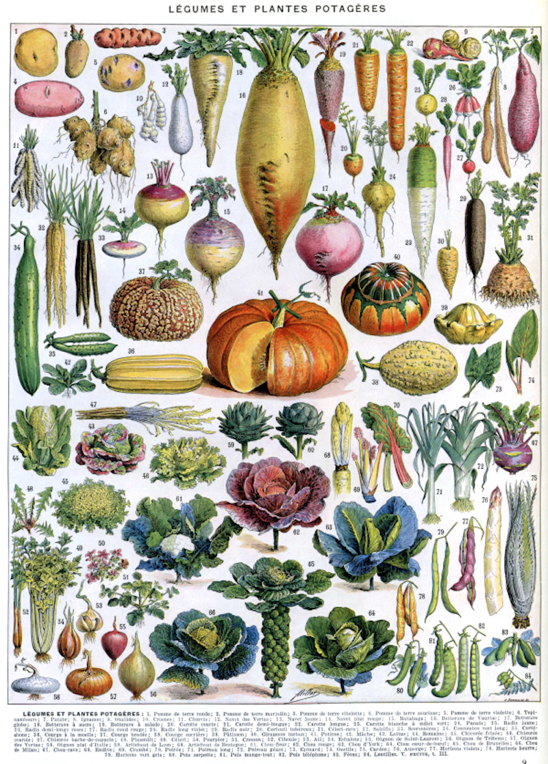 Adolphe_Millot_legume_et_plante_potageres