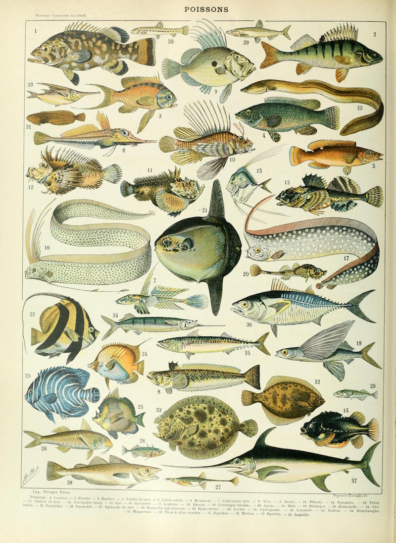 Adolphe_Millot_poissons_A