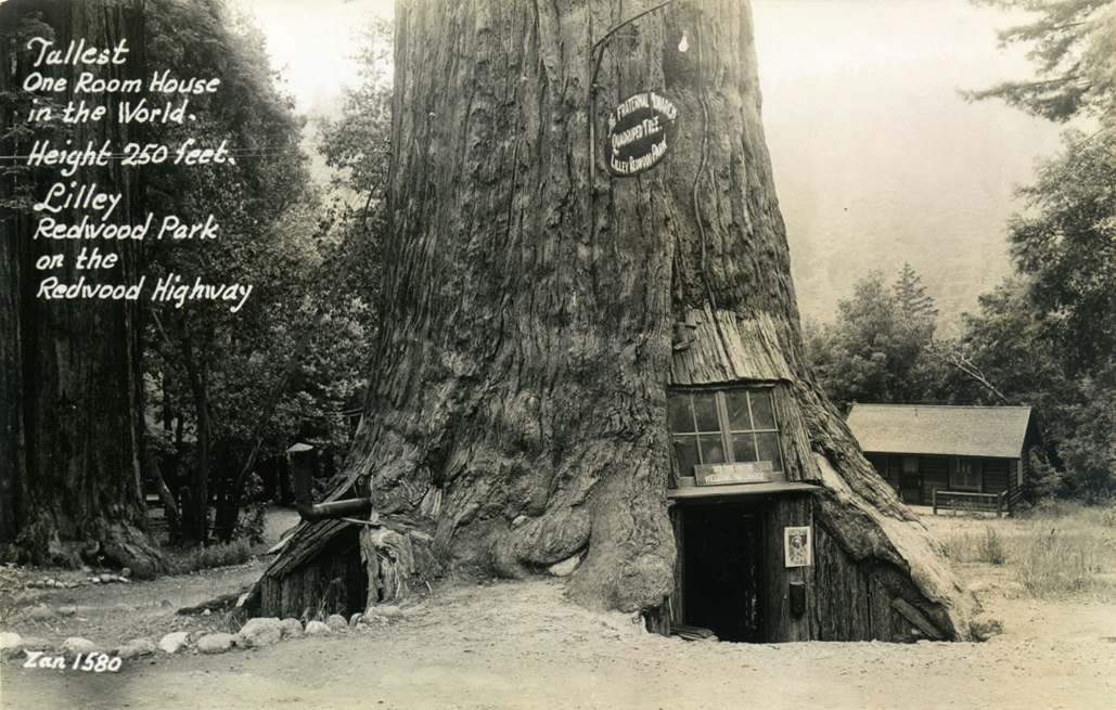 Tallest_One_Room_HouseLilley_Redwood_Park_on_the_Redwood_Highway_1580