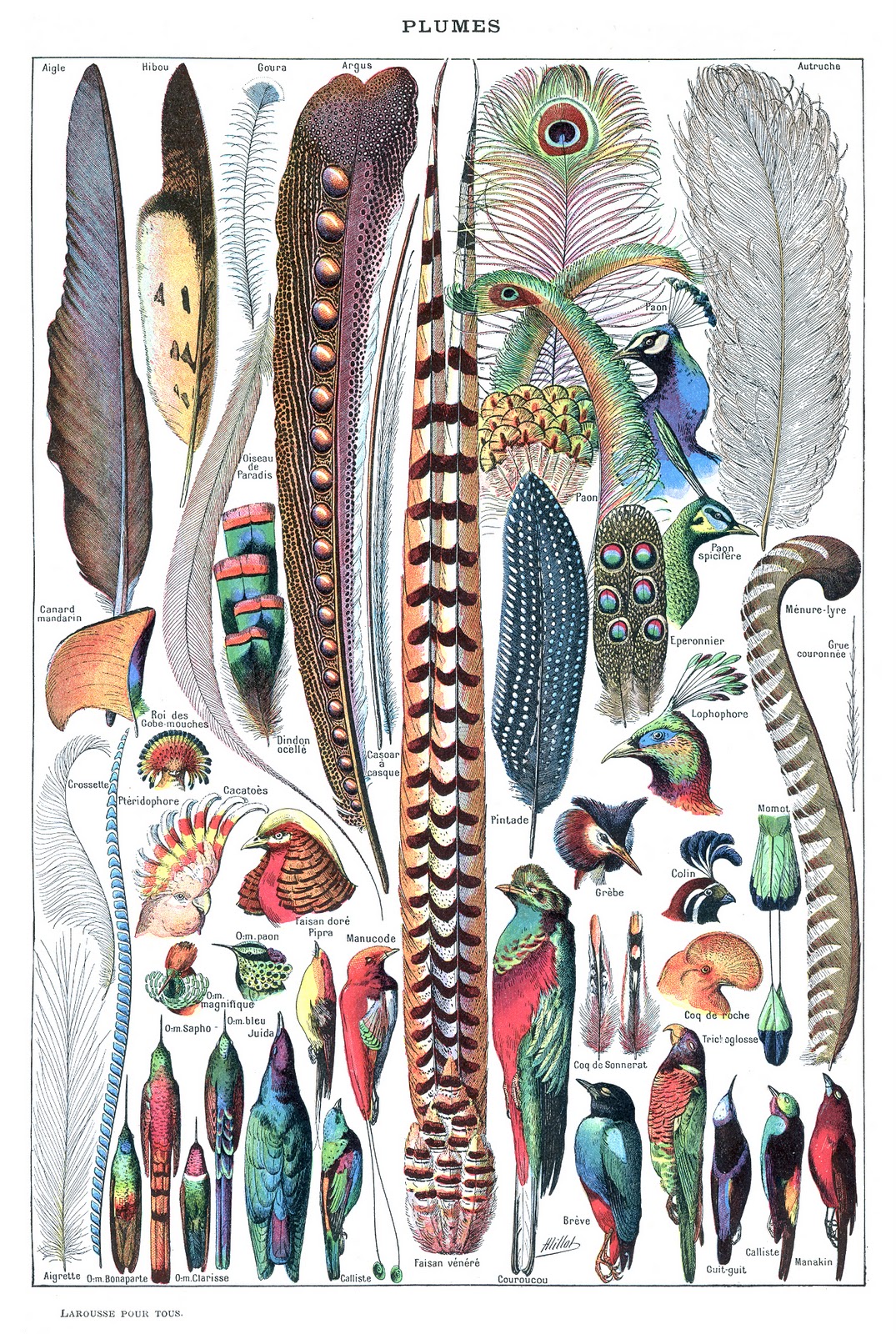 Types_de_plumes._-_Larousse_pour_tous%2C_-1907-1910-