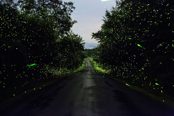 Fireflies of New York