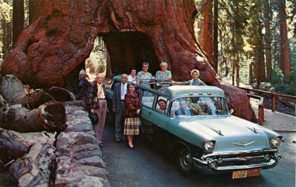 Vintage Rides and Drive-Thru Trees