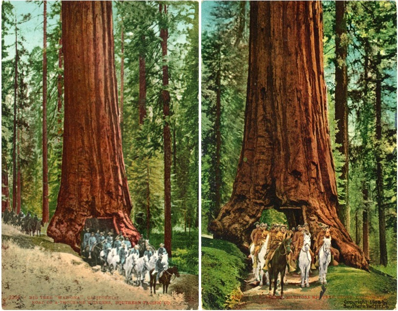 redwoodsoldiers