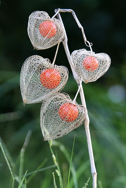 chineselanternplant