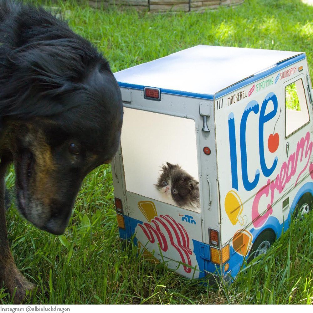 oto-cat-truck-oto-ice-cream-truck-for-cats-5_1024x1024