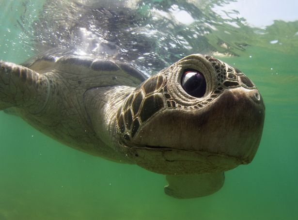 spy-turtle-close-up