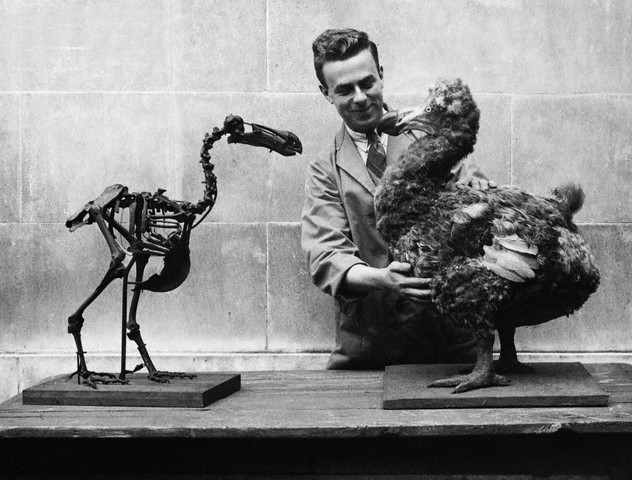 Museum Worker With Model Dodo