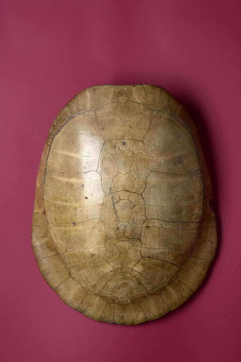 turtleshell